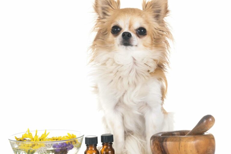 dog-and-essential-oils-G62XEHY-scaled