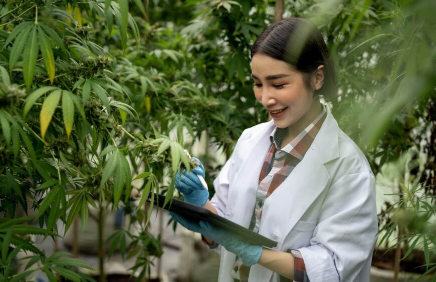 female scientists researchers examine cannabis leave and record the result on digital tablet